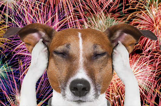 Festas de fim de ano: como proteger seu pet dos fogos de artifício? | Carinho de Bicho